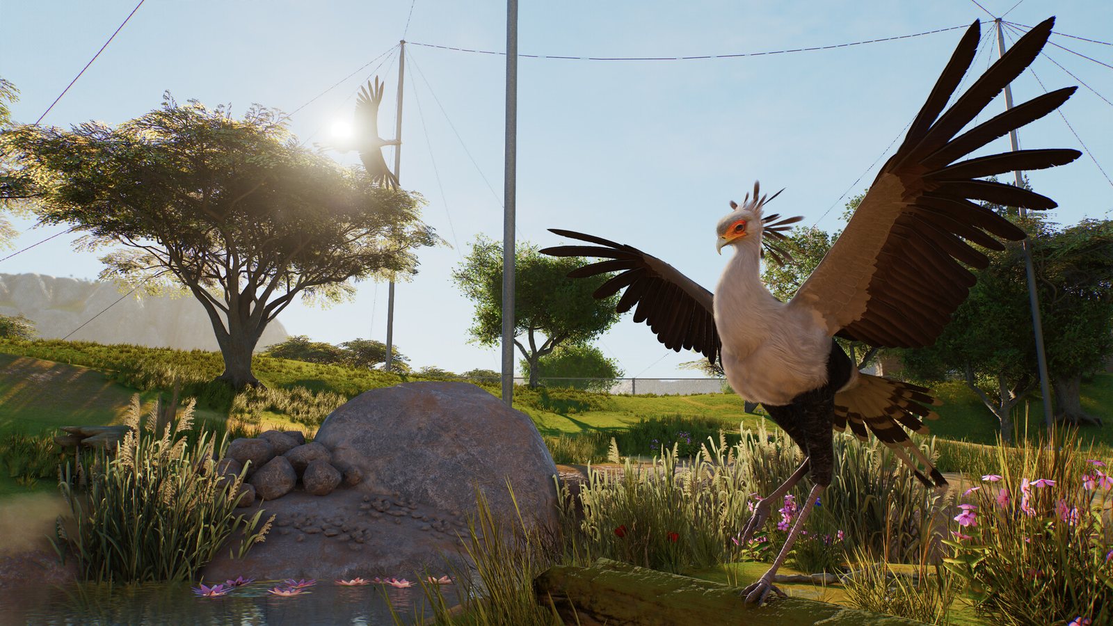 A Secretarybird with wings spread beside a rock